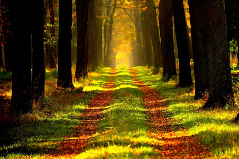 Nature's Beauty